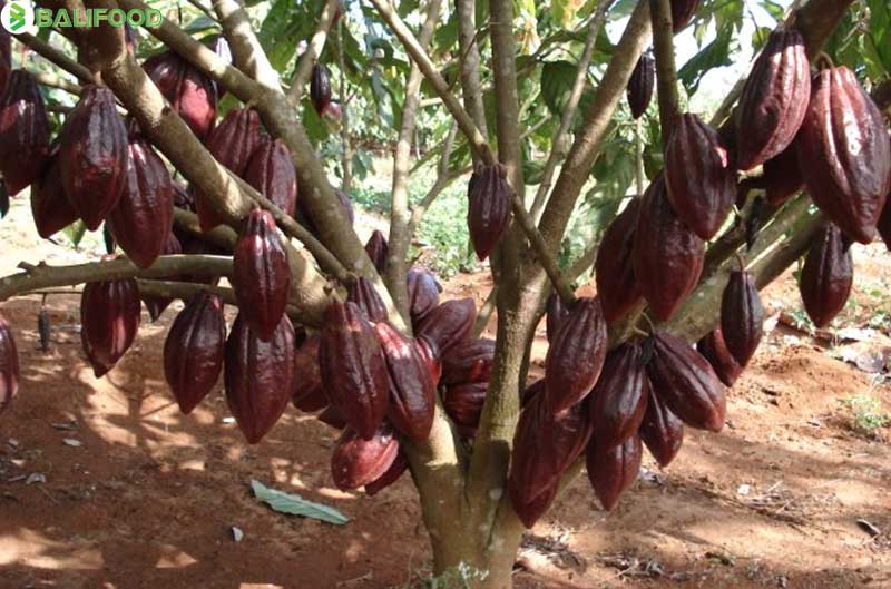 cacao-trong-nhieu-o-dau