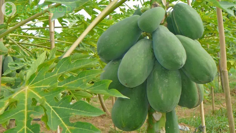7-loai-trai-cay-ba-bau-khong-nen-an-1