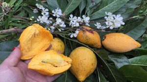qua-le-ki-ma-bao-nhieu-calo-an-qua-le-ki-ma-co-giam-can-khong