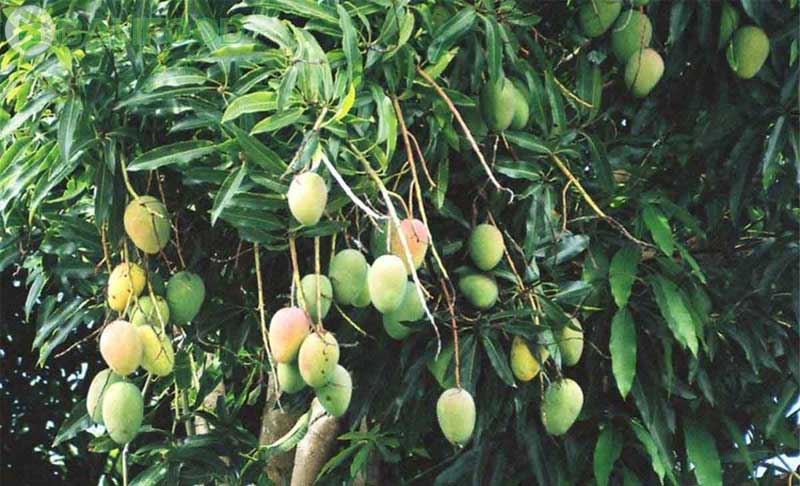xoài chín cây