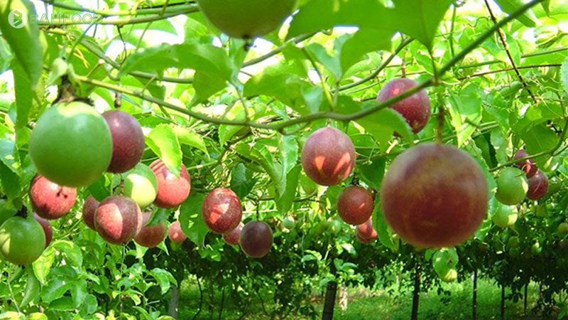 Chanh leo chín nên dùng tươi hay đông lạnh tốt hơn?