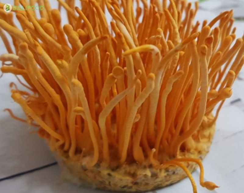 Đông trùng hạ thảo Hàn Quốc loại nào tốt?