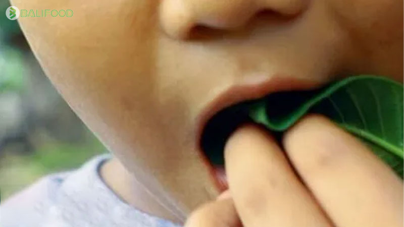 Phương pháp dân gian chữa trị sâu răng bằng lá ổi