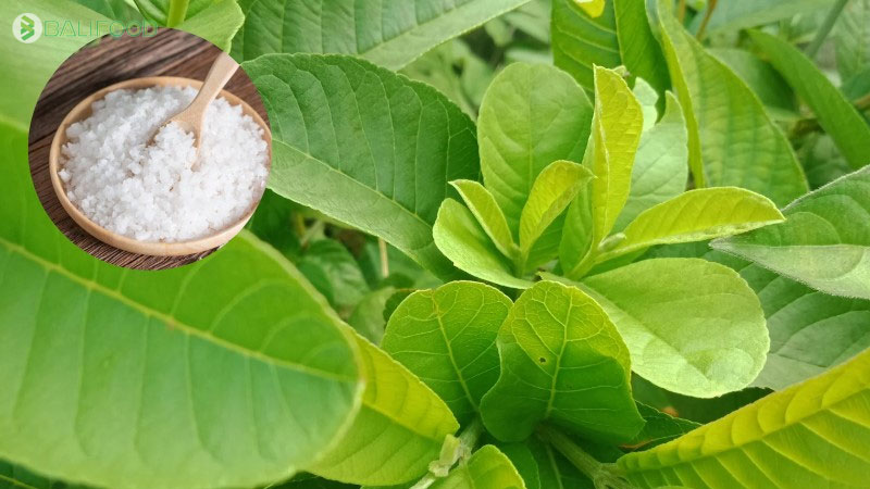 Phương pháp dân gian chữa trị sâu răng bằng lá ổi