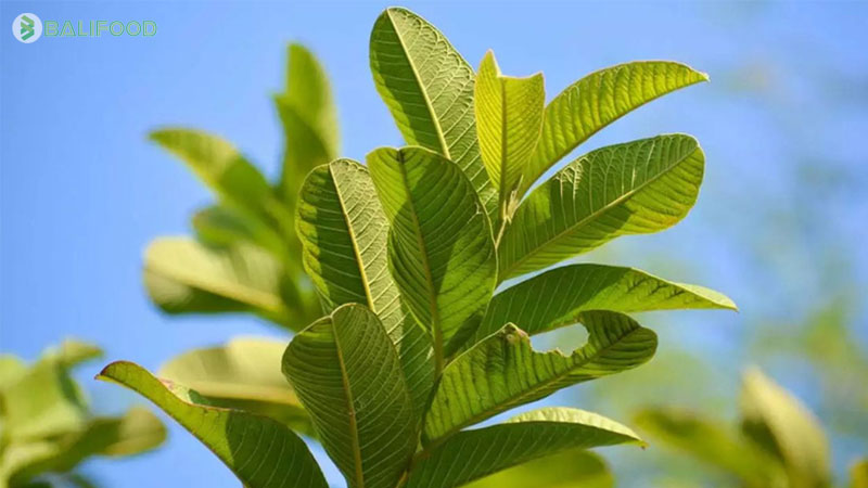 Phương pháp dân gian chữa trị sâu răng bằng lá ổi