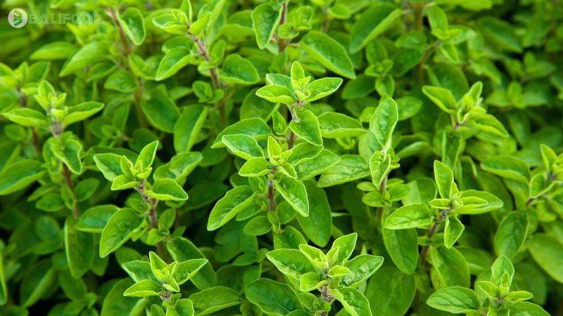 Tổng hợp các loại lá và thảo dược tự nhiên tắm cho bé tốt nhất