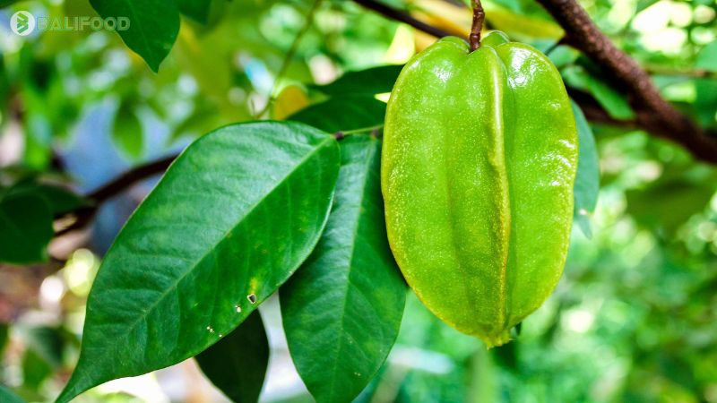 Tổng hợp các loại lá và thảo dược tự nhiên tắm cho bé tốt nhất