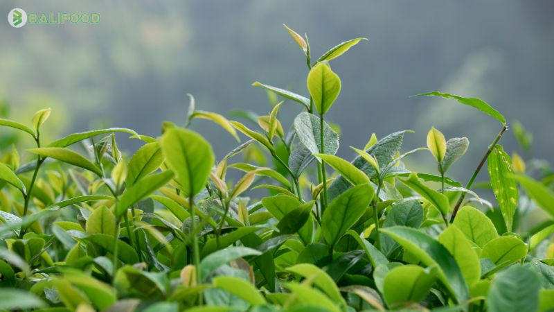 Tổng hợp các loại lá và thảo dược tự nhiên tắm cho bé tốt nhất