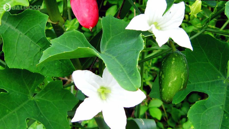 Tổng hợp các loại lá và thảo dược tự nhiên tắm cho bé tốt nhất