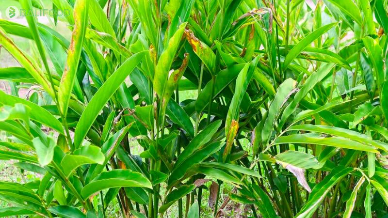 Tổng hợp các loại lá và thảo dược tự nhiên tắm cho bé tốt nhất