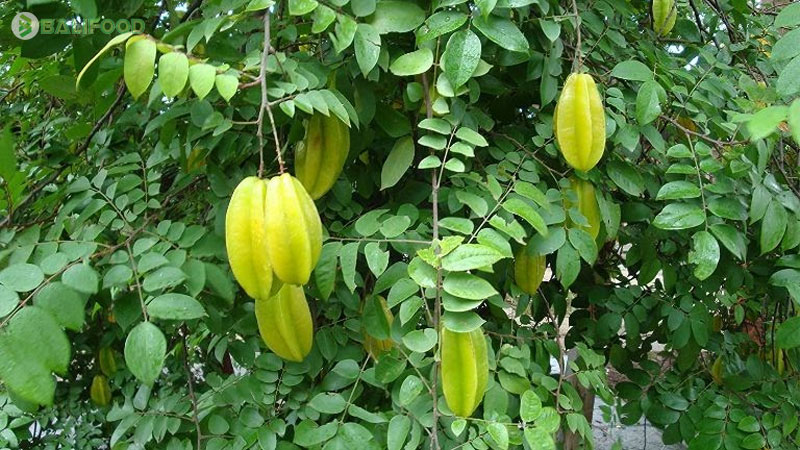 Trẻ sơ sinh tắm lá khế được không? Cách nấu nước đúng nhất